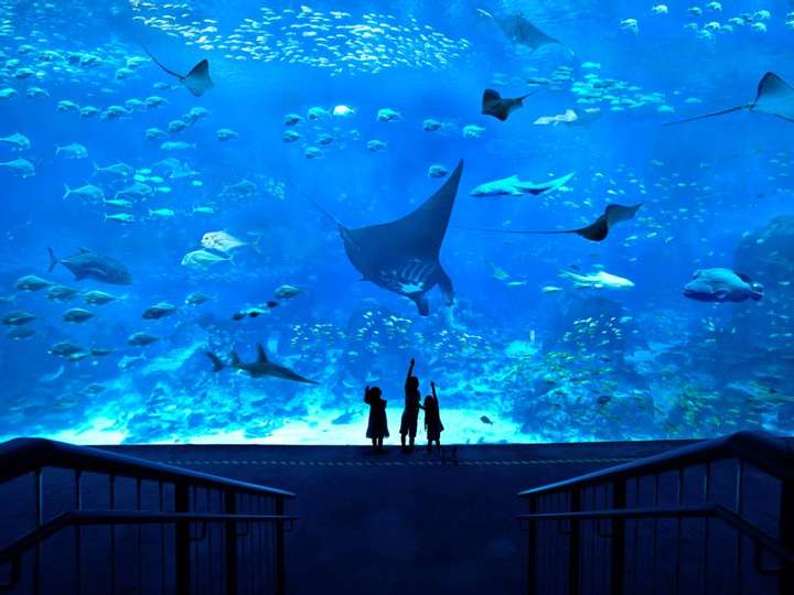 Enjoy Your Spring in S.E.A. Aquarium™ in Singapore