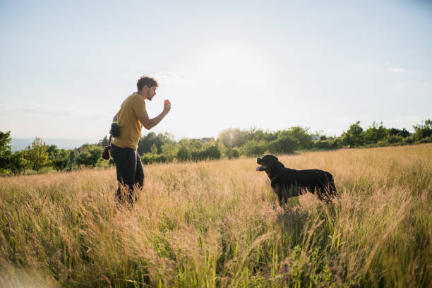 The Importance of Training Pet Dogs