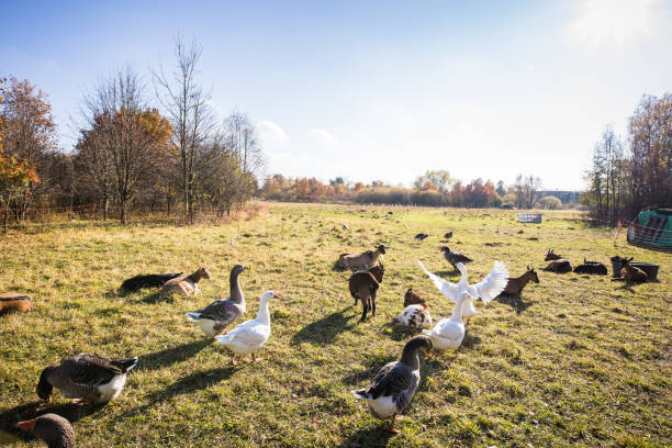 Keep Geese Off Your Property With These Useful Tips