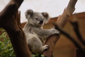 Australian trivia questions and answers