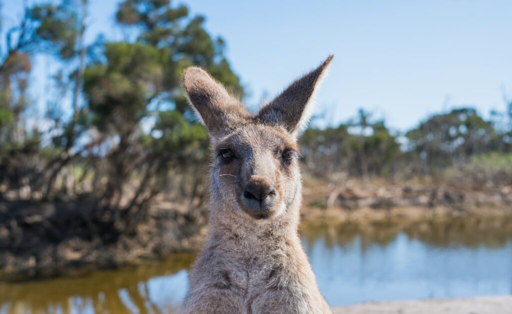 interesting facts about Australia