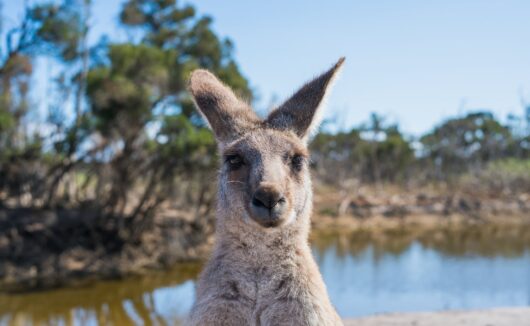 25 Interesting Facts about Australia you might not know!