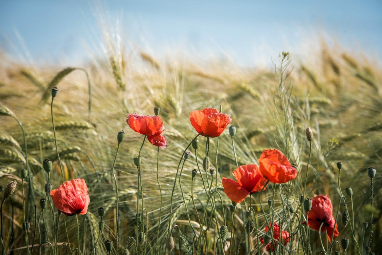 Anzac Day (2025) Public Holidays Australia