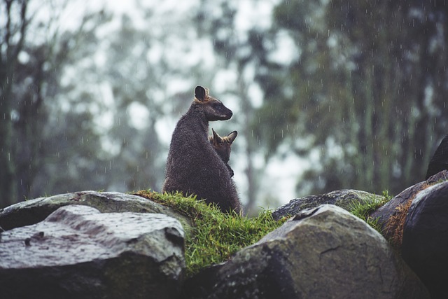 rain season Australia