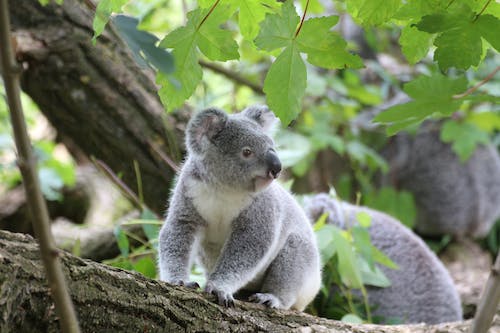 native animals australia