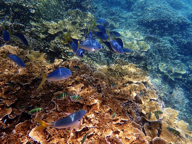 What can People see at the Great Barrier Reef