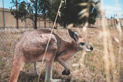 australia national animals