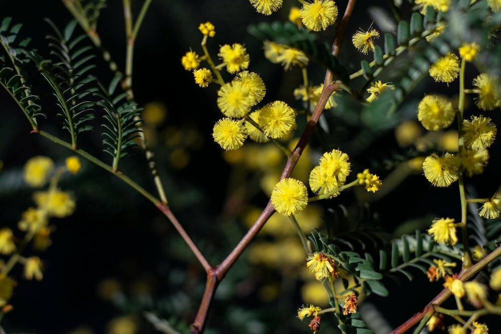 why green and gold for Australia