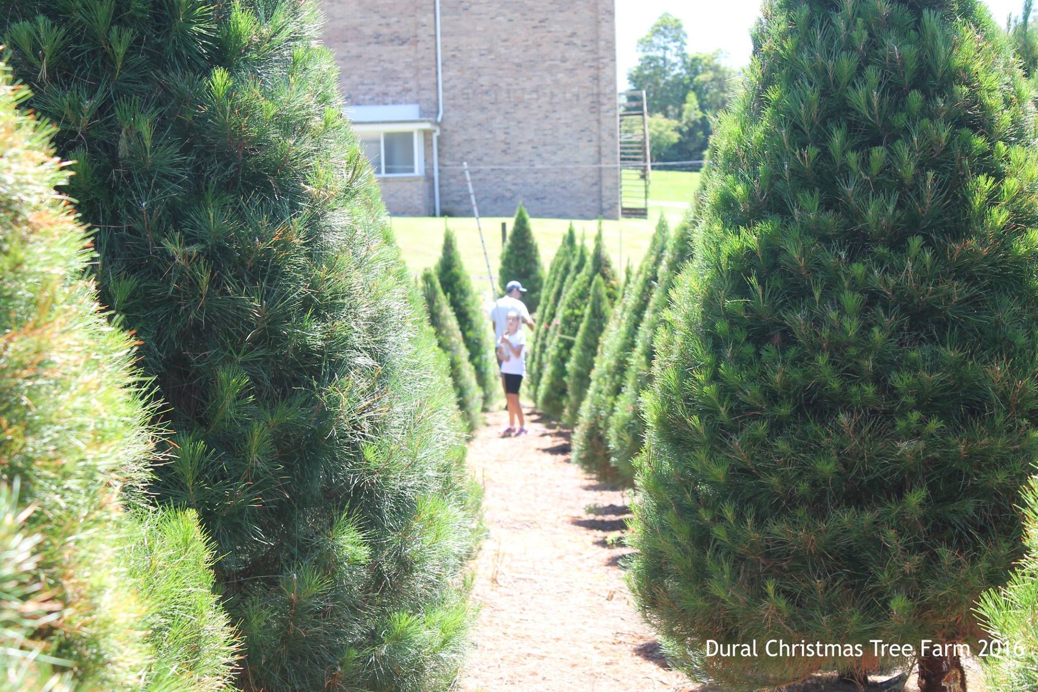 Dural Christmas Tree Farm, NSW