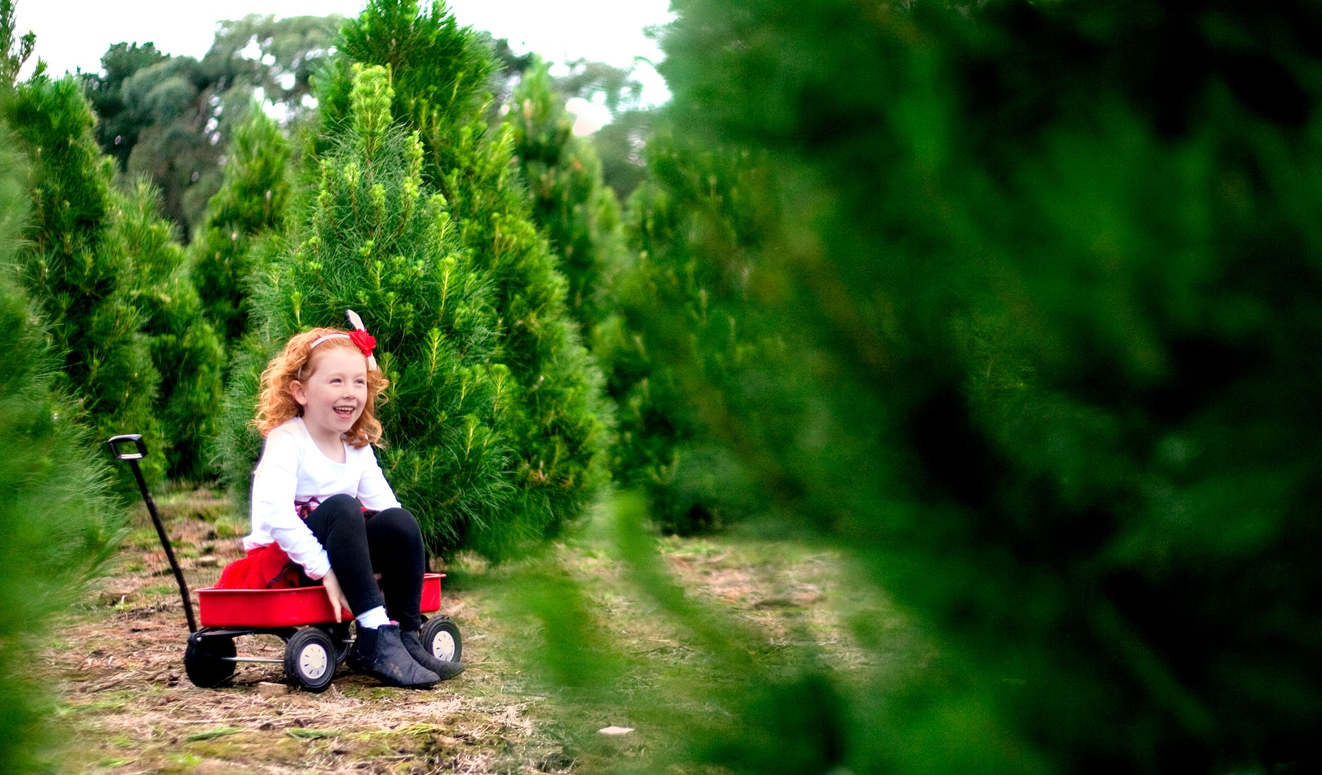 Dandenong Christmas Tree Farm 