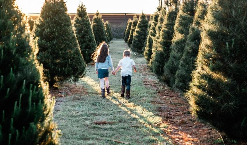 Granite Belt Christmas Farm