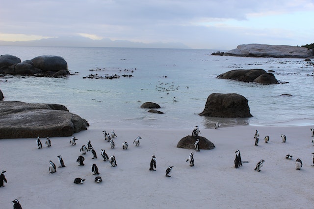 Encounter adorable penguins and enjoy scenic beaches at Phillip Island