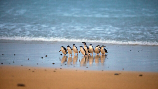 Visiting the Penguin Parade on Phillip Island