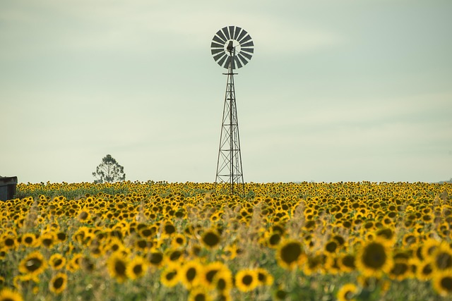 Australia summer