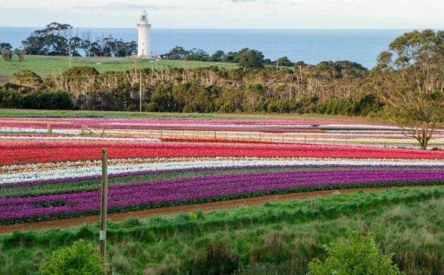 Table Cape Tulip Farm – Spectacular Tulip Festival in Tasmania