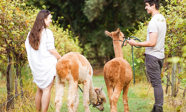 Best Animal Farms in Brisbane you and your Kids will love