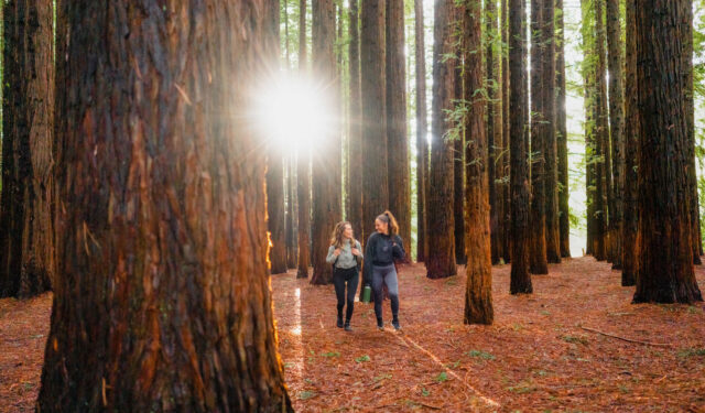 Redwood Forest – Ancient Forest in Melbourne