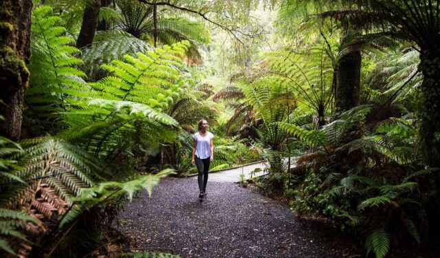 Tarra-Bulga National Park