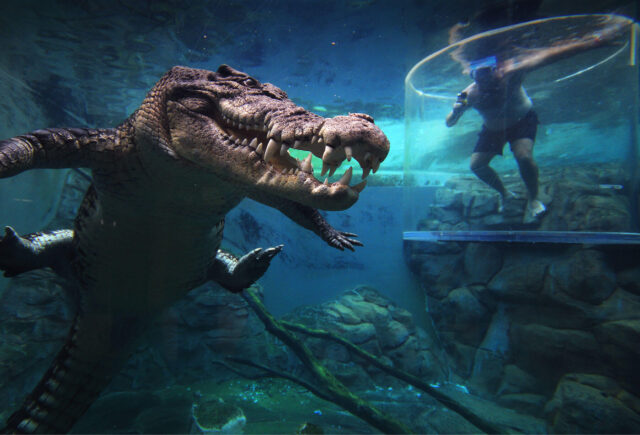 Crocodile Tour at Crocosaurus Cove 