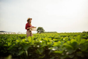 strawberry picking in sydney