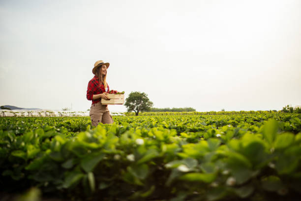 Strawberry Picking in Sydney – Where to go and When