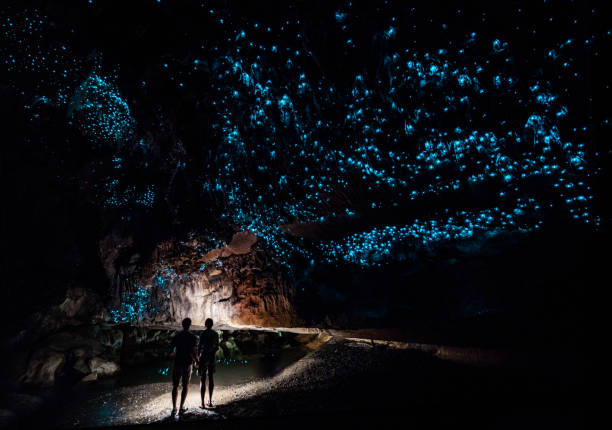 A must-see in Gold Coast: Glow Worms Cave