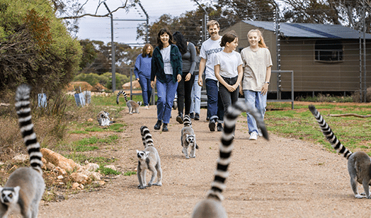 Things to do at Monarto Zoo in South Australia