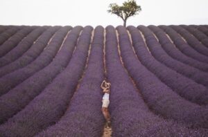 lavender farm australia