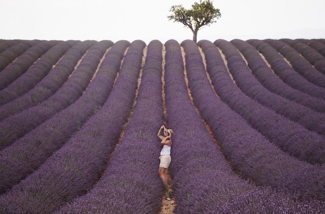 lavender farm australia