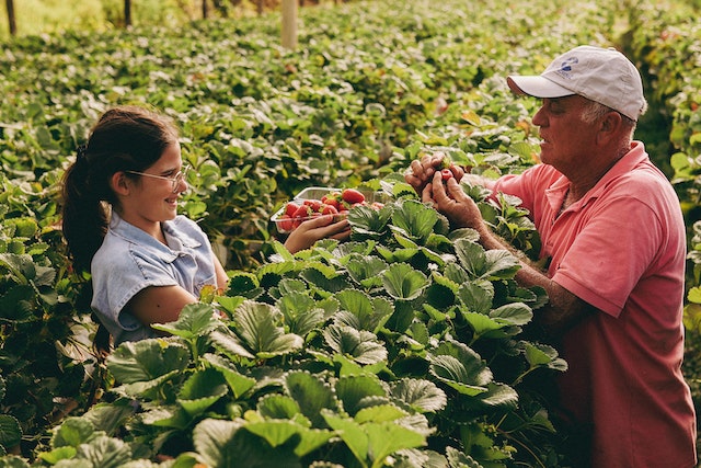 Strawberry Picking in Perth – Everything you need to know