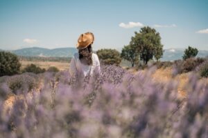 bridestowe lavender farm