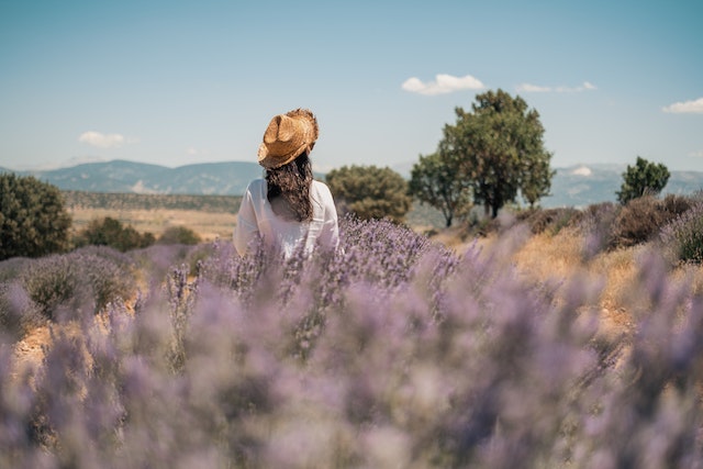 Bridestowe Lavender Farm – a Must-Visit Attraction in Tasmania