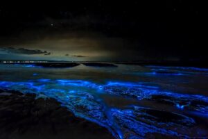 jervis bay bioluminescence