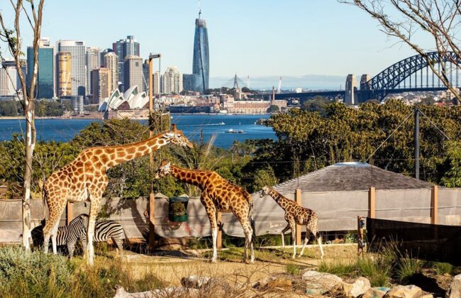 Taronga Zoo – Every Thing You Need To Know