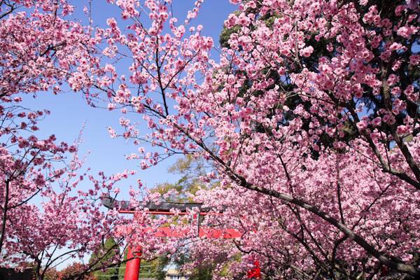 Best Place to see Cherry Blossom in Sydney