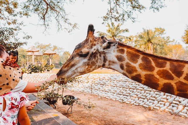 Best Zoos in Canberra