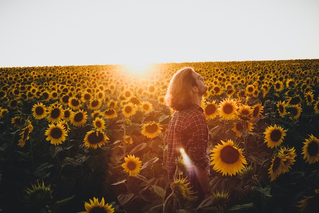 Best Sunflower Fields near Brisbane