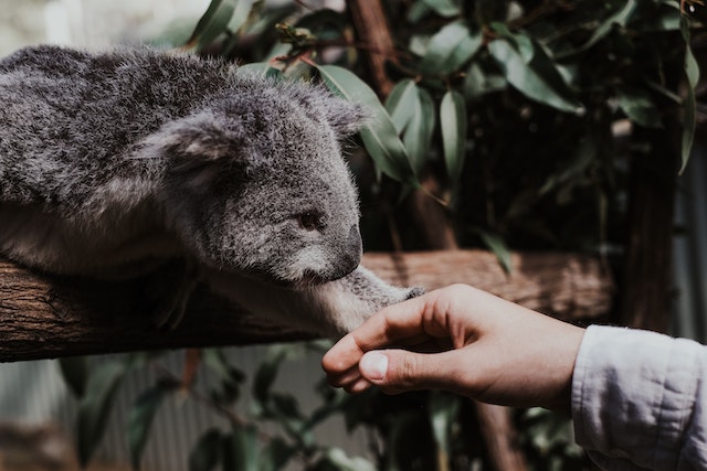 Where to see Koalas in Australia