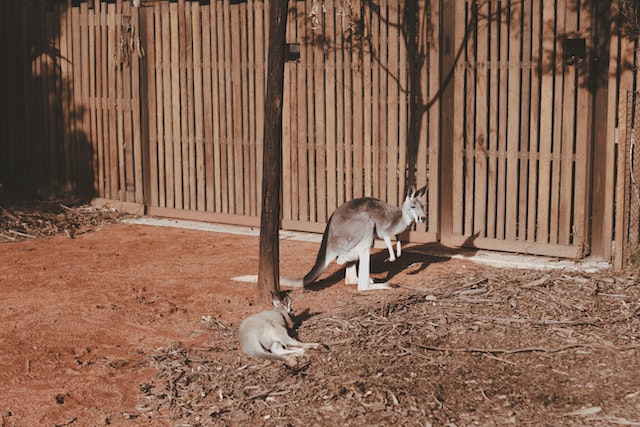 where to see kangaroo in melbourne