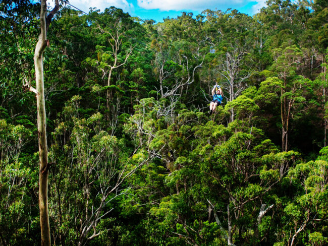 Treetop Challenge Gold Coast