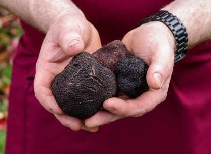 Best Truffle Farms in Melbourne