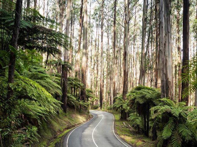 Black Spur Drive – Forest Scenic Drive