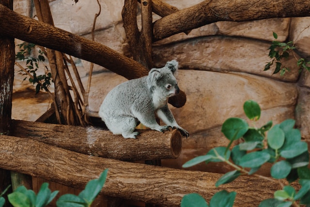 Unique Animals in Australia – Explore the Enchanting Wildlife