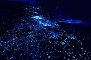 Where can you see Bioluminescence in Australia?