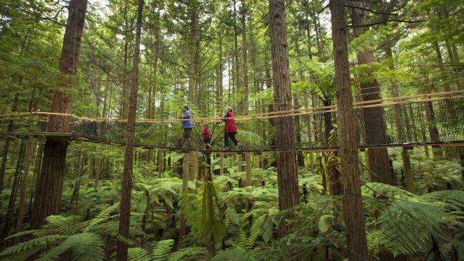 The Redwoods – Whakarewarewa Forest – Things you need to know