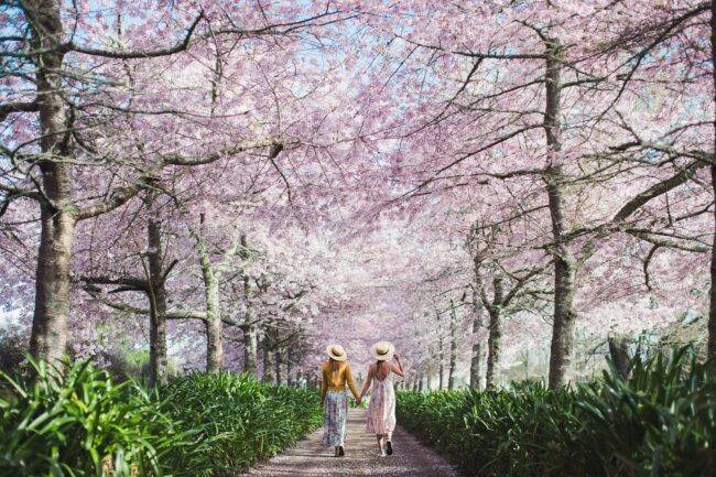 NZ Cherry Blossom Festival 2023