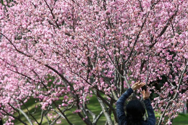 Auburn Cherry Blossom Festival