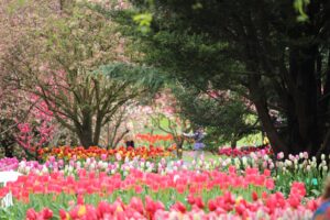 Tulip Top Garden Canberra