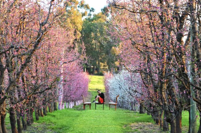 S&R Orchard Blossom Festival – Things you need to know