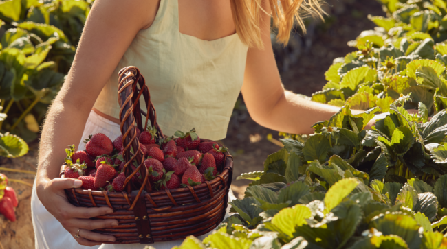 Strawberry Picking in Adelaide – Where to go and When